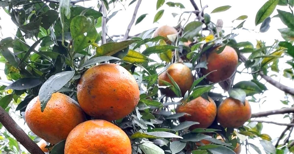 Giữ giống cam quý xứ Nghệ, nông dân mở hướng làm giàu từ OCOP Giữ giống cam quý xứ Nghệ, nông dân mở hướng làm giàu từ OCOP