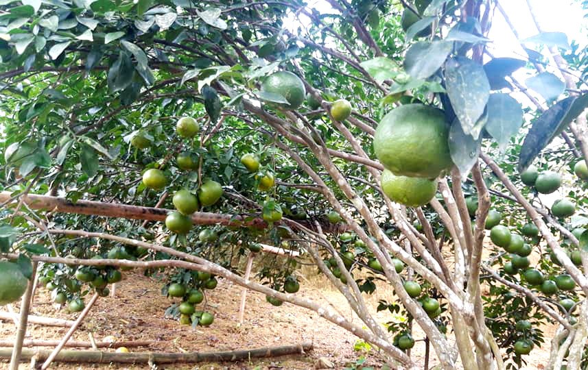 Giữ giống cam quý xứ Nghệ, nông dân mở hướng làm giàu từ OCOP Giữ giống cam quý xứ Nghệ, nông dân mở hướng làm giàu từ OCOP