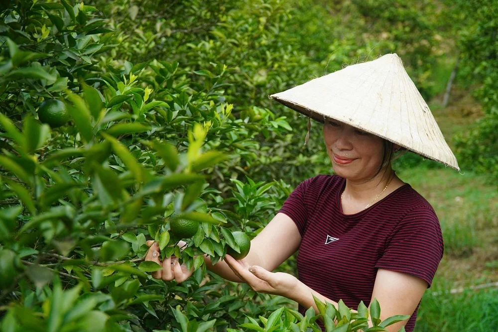 Giữ giống cam quý xứ Nghệ, nông dân mở hướng làm giàu từ OCOP Giữ giống cam quý xứ Nghệ, nông dân mở hướng làm giàu từ OCOP