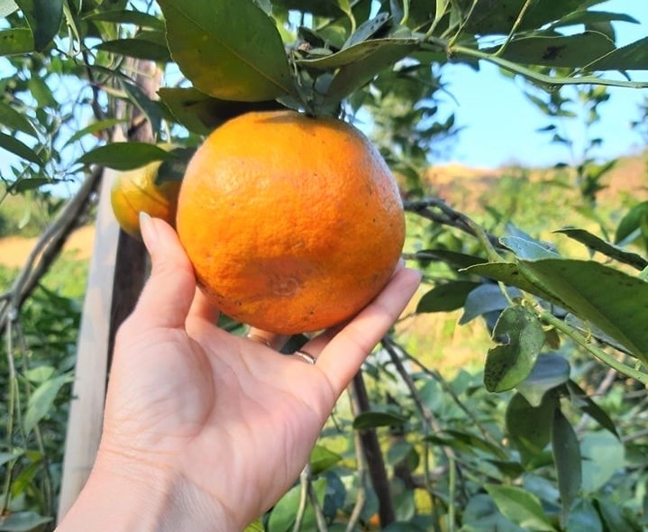 Giữ giống cam quý xứ Nghệ, nông dân mở hướng làm giàu từ OCOP Giữ giống cam quý xứ Nghệ, nông dân mở hướng làm giàu từ OCOP