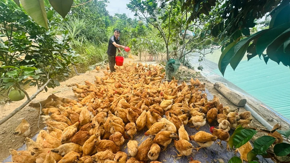 Hà Tĩnh triển khai mô hình nuôi 3.000 con gà ri lai đạt chuẩn VietGAHP