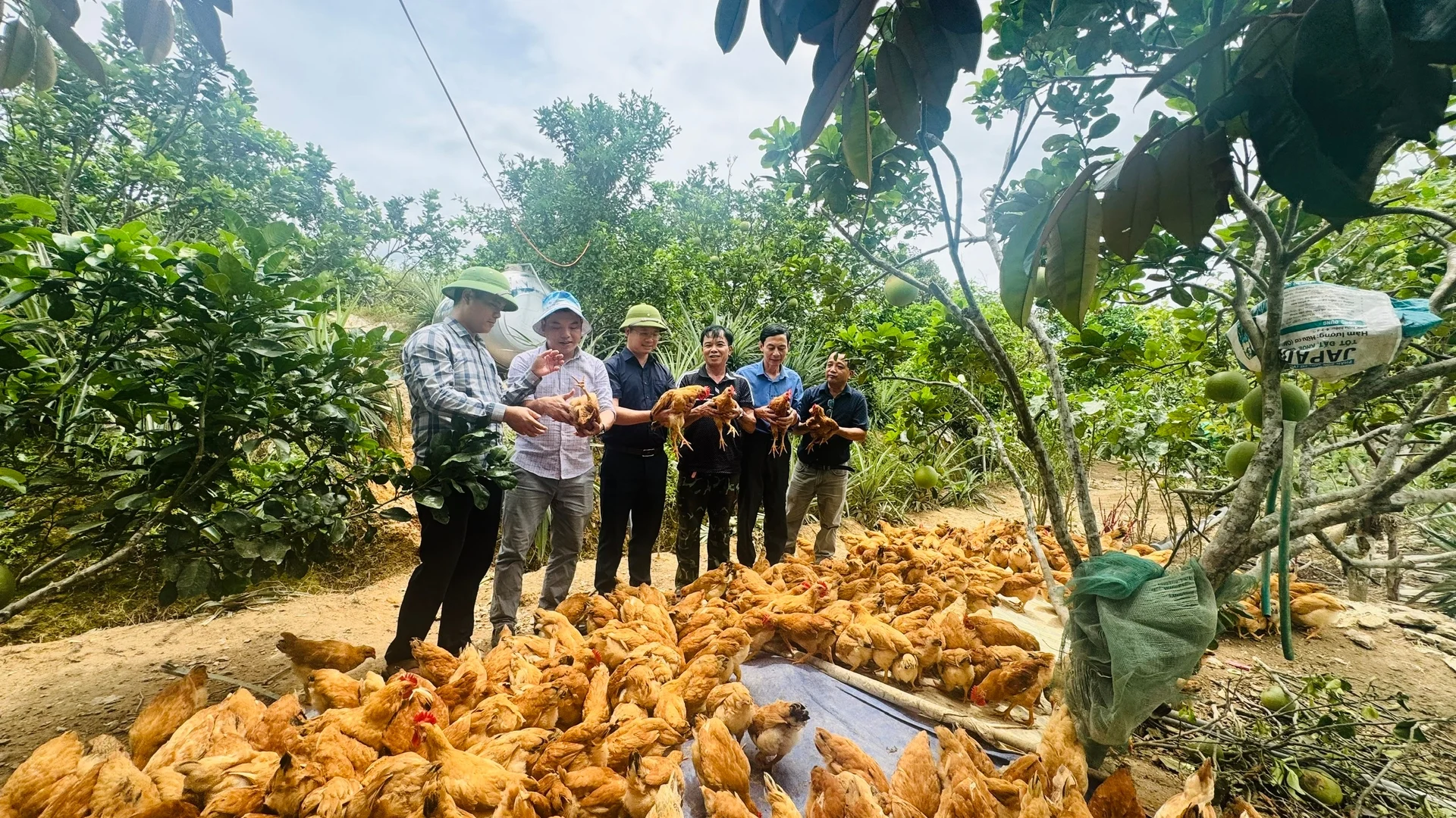 Hà Tĩnh triển khai mô hình nuôi 3.000 con gà ri lai đạt chuẩn VietGAHP
