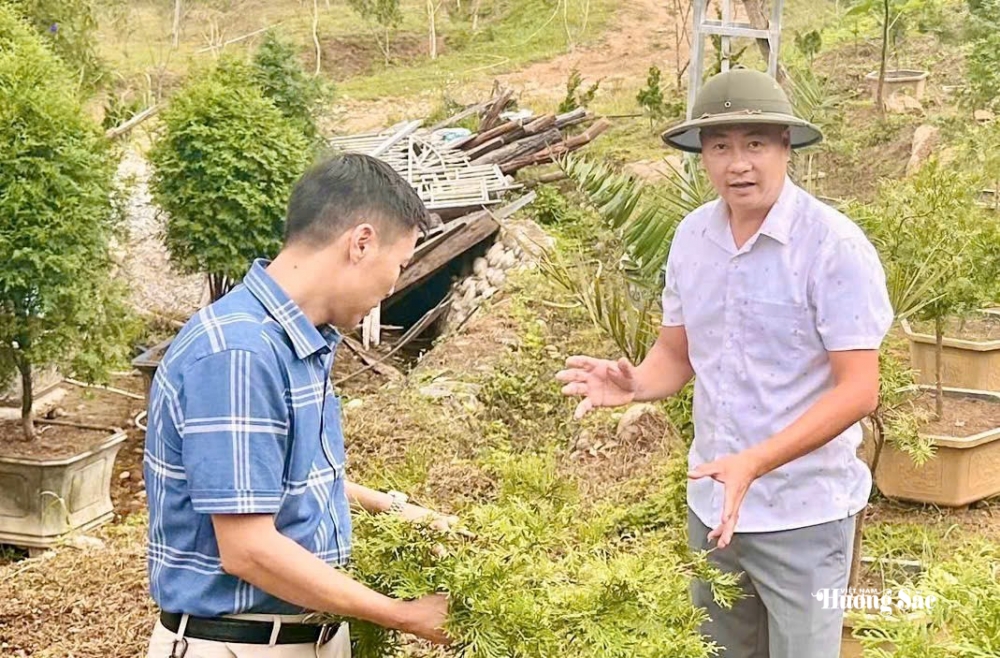 Bách xanh núi đá: Từ bảo tồn đến hành trình tạo giá trị mới ở Lai Châu Bách xanh núi đá: Từ bảo tồn đến hành trình tạo giá trị mới ở Lai Châu