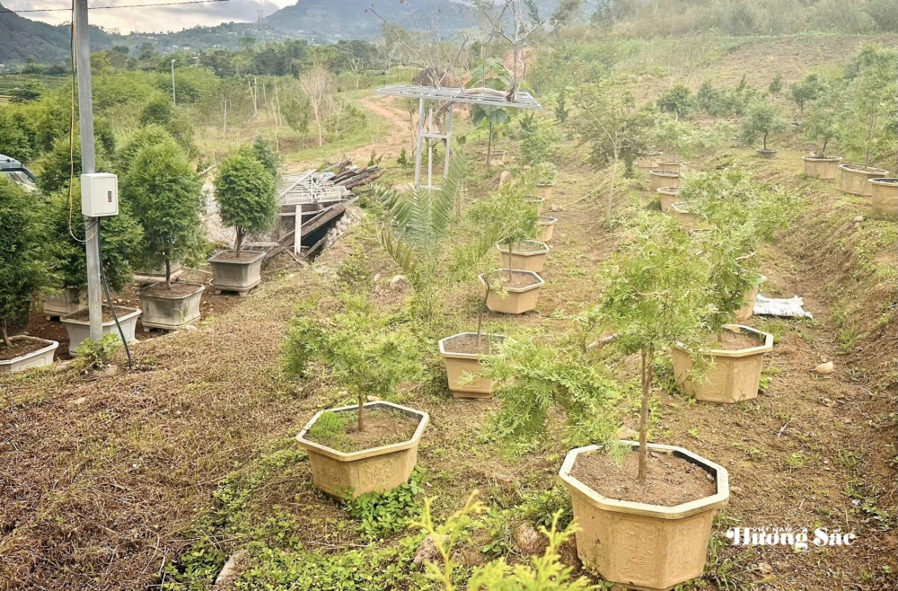 Bách xanh núi đá: Từ bảo tồn đến hành trình tạo giá trị mới ở Lai Châu Bách xanh núi đá: Từ bảo tồn đến hành trình tạo giá trị mới ở Lai Châu