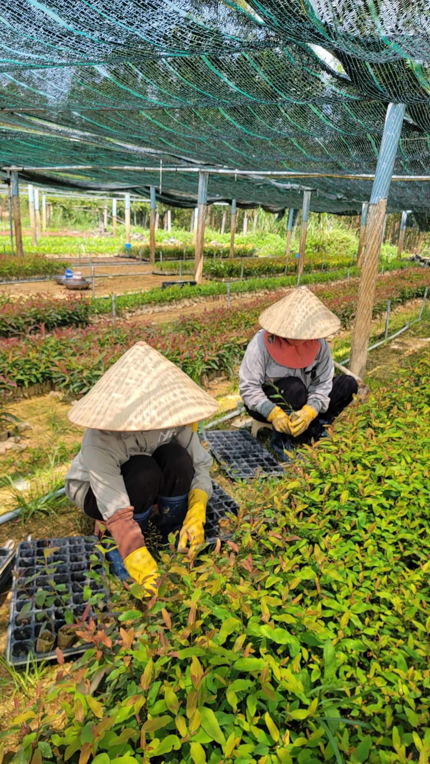 Nông dân Gia Lai cung ứng 21 triệu cây giống mỗi năm Nông dân Gia Lai cung ứng 21 triệu cây giống mỗi năm