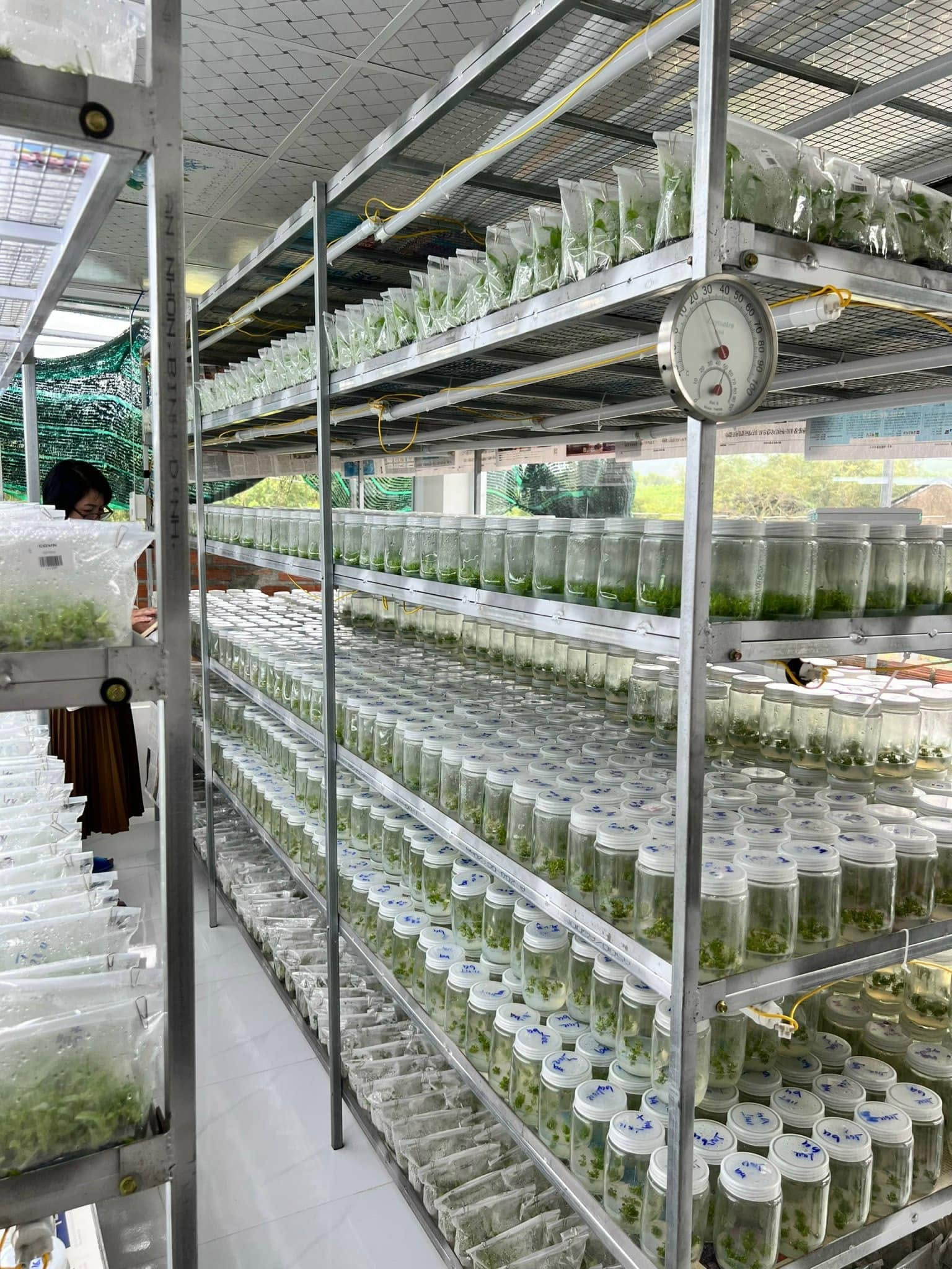 Nông dân Gia Lai cung ứng 21 triệu cây giống mỗi năm Nông dân Gia Lai cung ứng 21 triệu cây giống mỗi năm