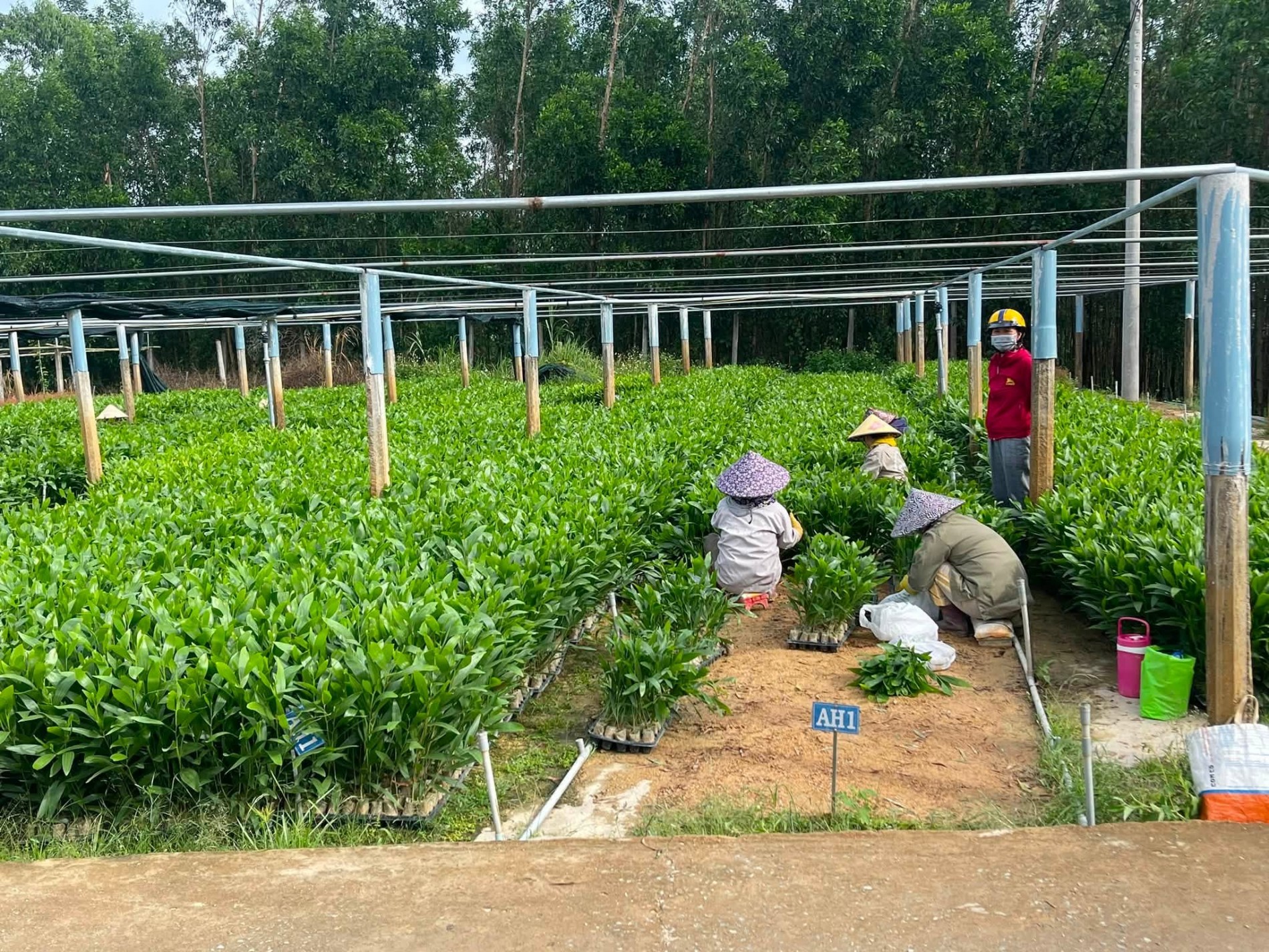 Nông dân Gia Lai cung ứng 21 triệu cây giống mỗi năm Nông dân Gia Lai cung ứng 21 triệu cây giống mỗi năm