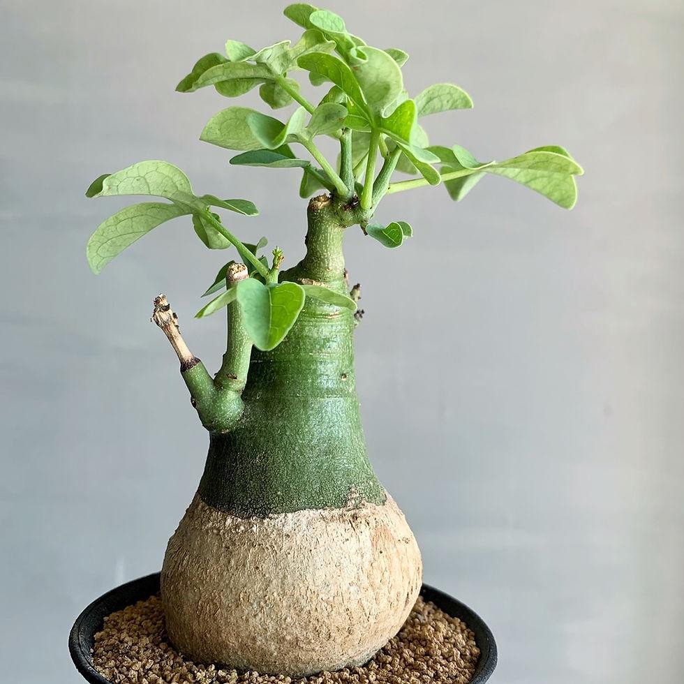 5 cây cảnh độc lạ, dân sành cây mới biết – càng nhìn càng thấy “phú quý” 5 cây cảnh độc lạ, dân sành cây mới biết – càng nhìn càng thấy “phú quý”