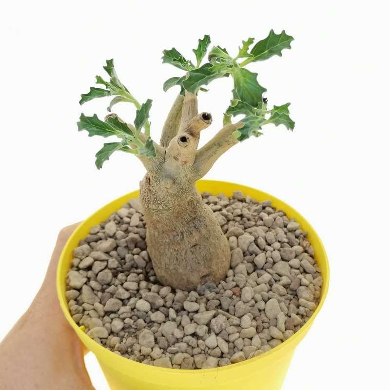 5 cây cảnh độc lạ, dân sành cây mới biết – càng nhìn càng thấy “phú quý” 5 cây cảnh độc lạ, dân sành cây mới biết – càng nhìn càng thấy “phú quý”