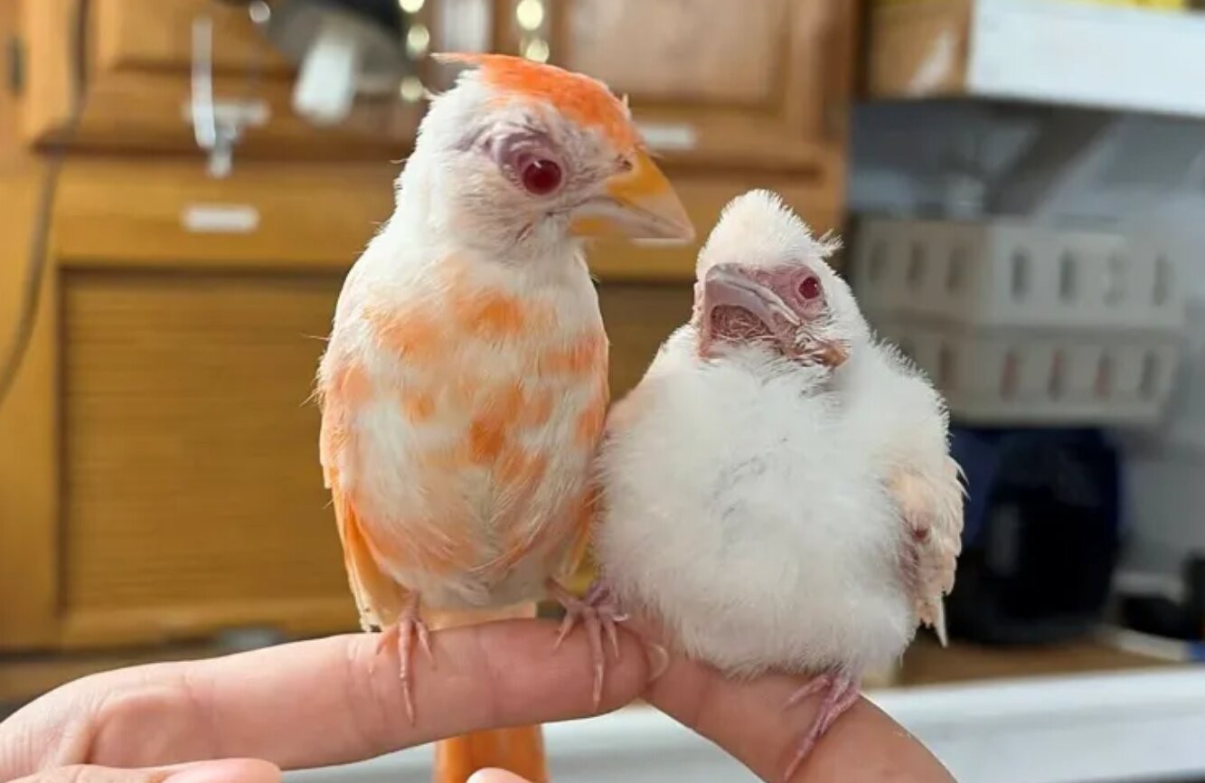 Mỹ: Phát hiện chào mào đỏ bạch tạng siêu hiếm Mỹ: Phát hiện chào mào đỏ bạch tạng siêu hiếm