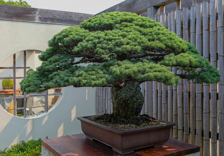 Cổ – Kỳ – Mỹ – Văn: Bộ quy chuẩn định giá những kiệt tác Bonsai đắt nhất hành tinh