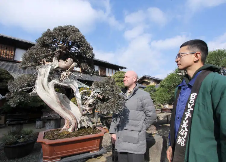 Cổ – Kỳ – Mỹ – Văn: Bộ quy chuẩn định giá những kiệt tác Bonsai đắt nhất hành tinh