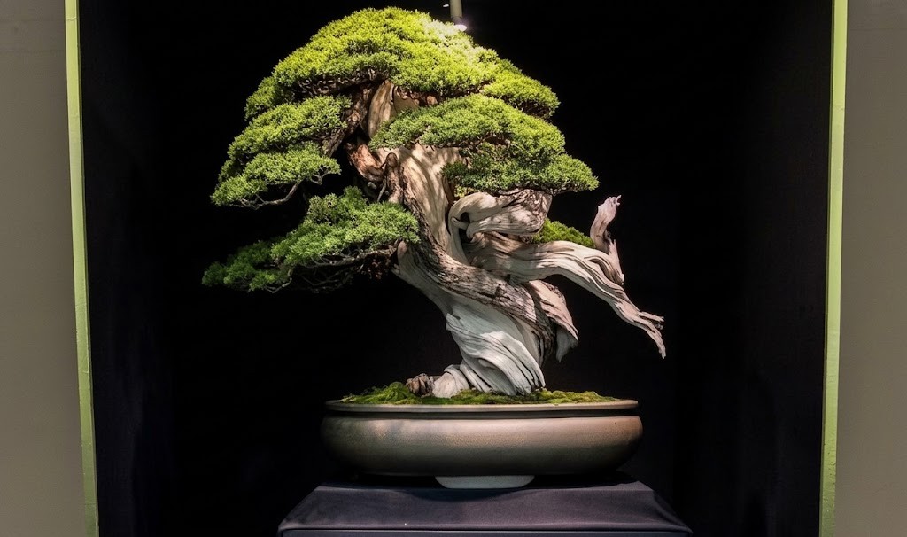 Cổ – Kỳ – Mỹ – Văn: Bộ quy chuẩn định giá những kiệt tác Bonsai đắt nhất hành tinh