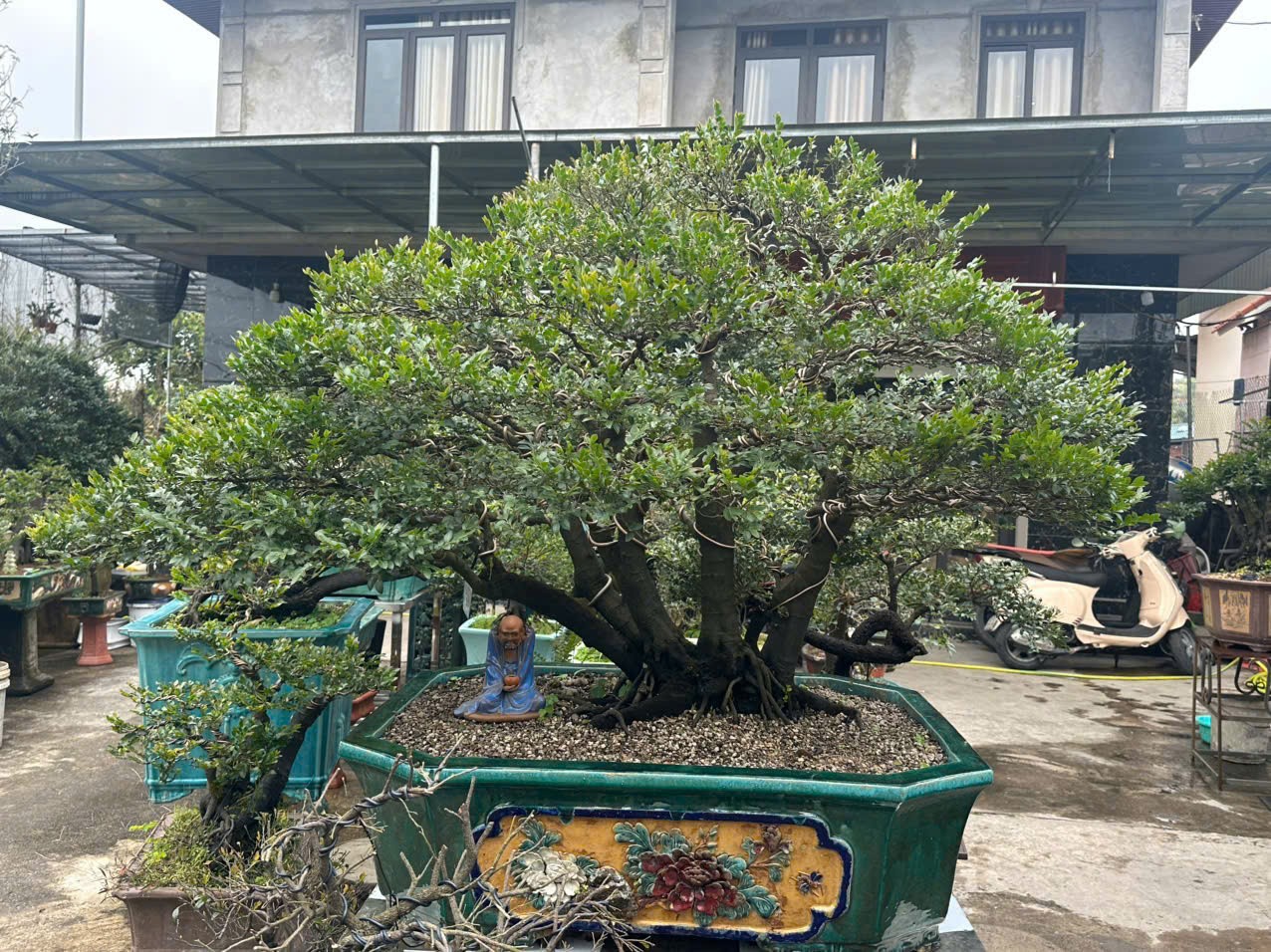Tùng đen và người nghệ nhân mang trong mình “chất cây” Tùng đen và người nghệ nhân mang trong mình “chất cây”