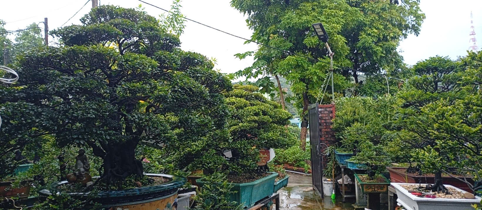 Tùng đen và người nghệ nhân mang trong mình “chất cây” Tùng đen và người nghệ nhân mang trong mình “chất cây”