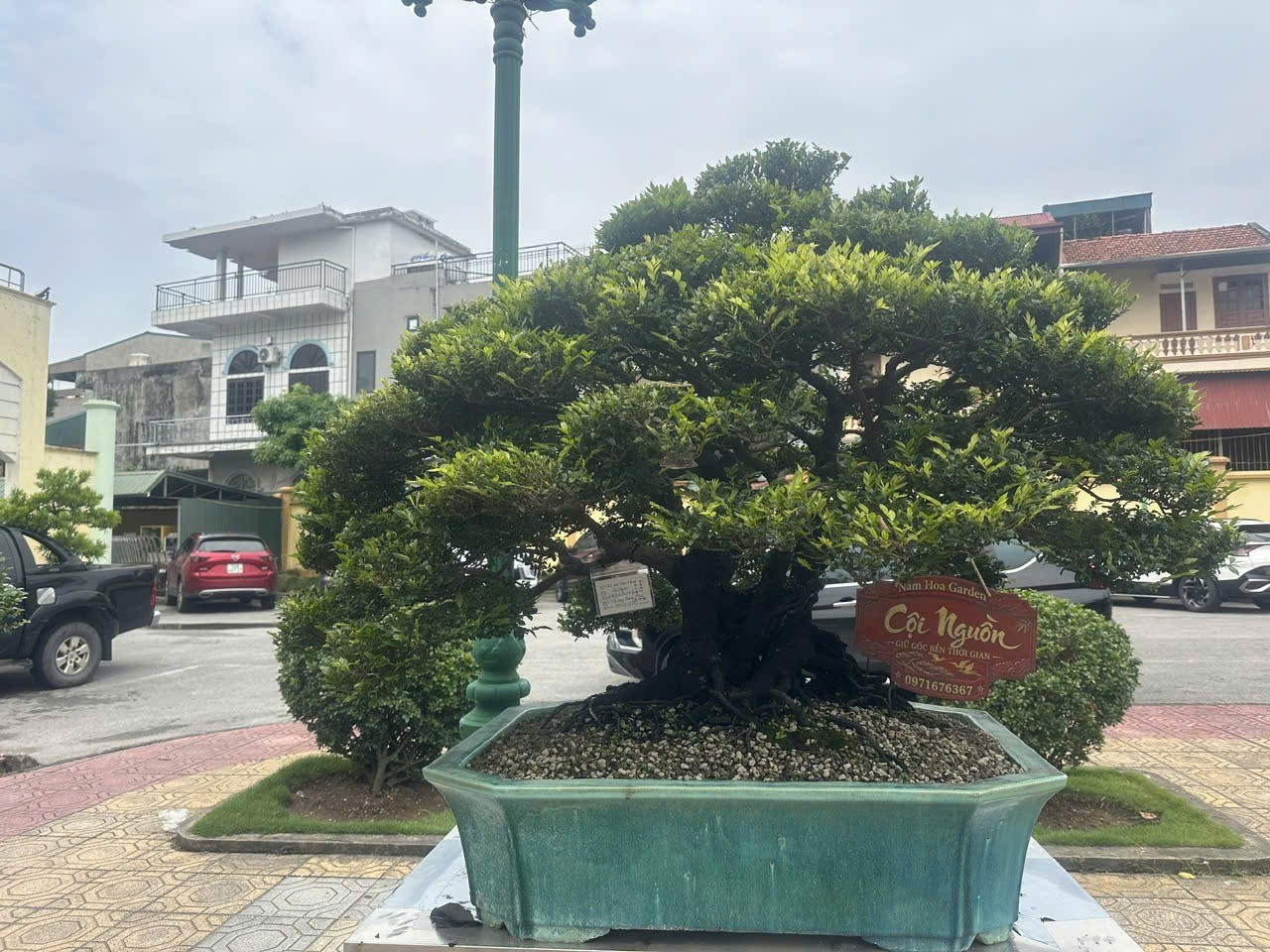 Tùng đen và người nghệ nhân mang trong mình “chất cây” Tùng đen và người nghệ nhân mang trong mình “chất cây”