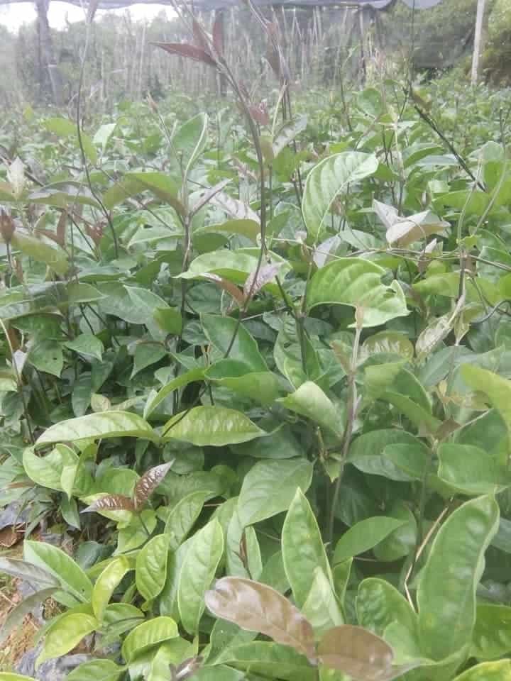 Từ Sâm Ngọc Linh đến Actiso: Lào Cai định hướng 53 cây dược liệu chủ lực Từ Sâm Ngọc Linh đến Actiso: Lào Cai định hướng 53 cây dược liệu chủ lực