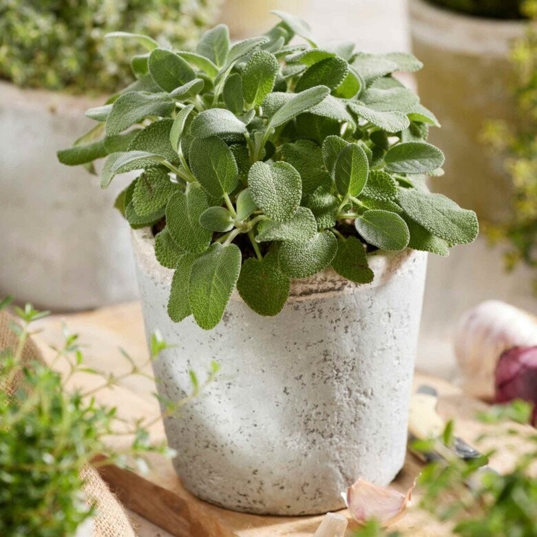 Loại cây nhìn như cây cảnh, lá thơm nồng, giá tới 300.000 đồng/kg Loại cây nhìn như cây cảnh, lá thơm nồng, giá tới 300.000 đồng/kg