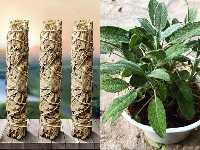 Loại cây nhìn như cây cảnh, lá thơm nồng, giá tới 300.000 đồng/kg Loại cây nhìn như cây cảnh, lá thơm nồng, giá tới 300.000 đồng/kg
