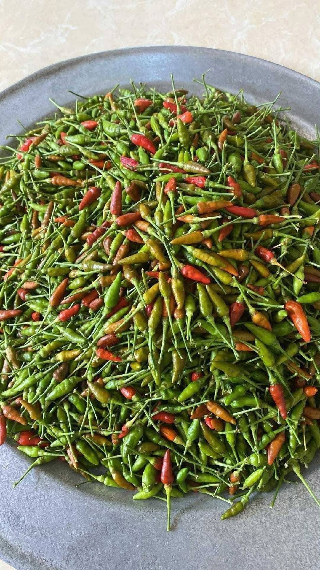 Loại ớt rừng chim ăn rồi phát tán hạt, nay thành cây trồng hái ra tiền