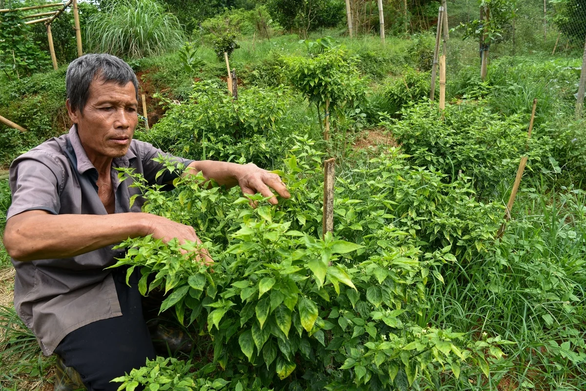 Loại ớt rừng chim ăn rồi phát tán hạt, nay thành cây trồng hái ra tiền