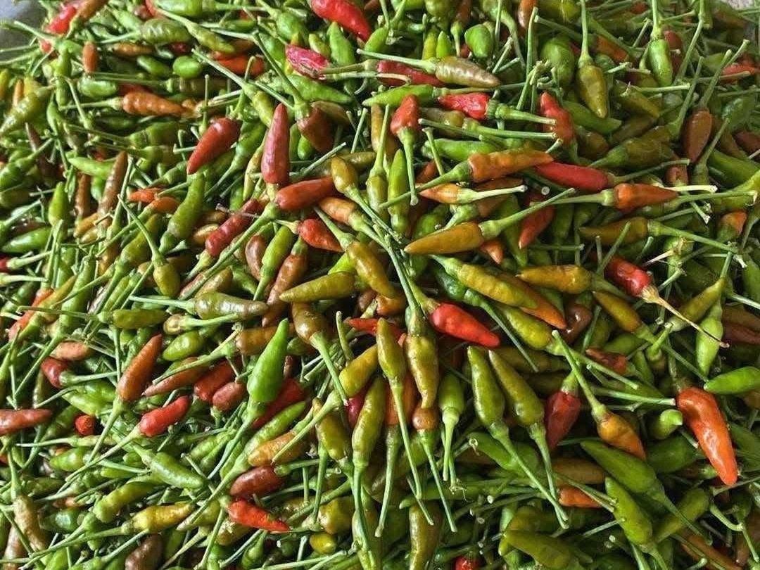 Loại ớt rừng chim ăn rồi phát tán hạt, nay thành cây trồng "hái" ra tiền