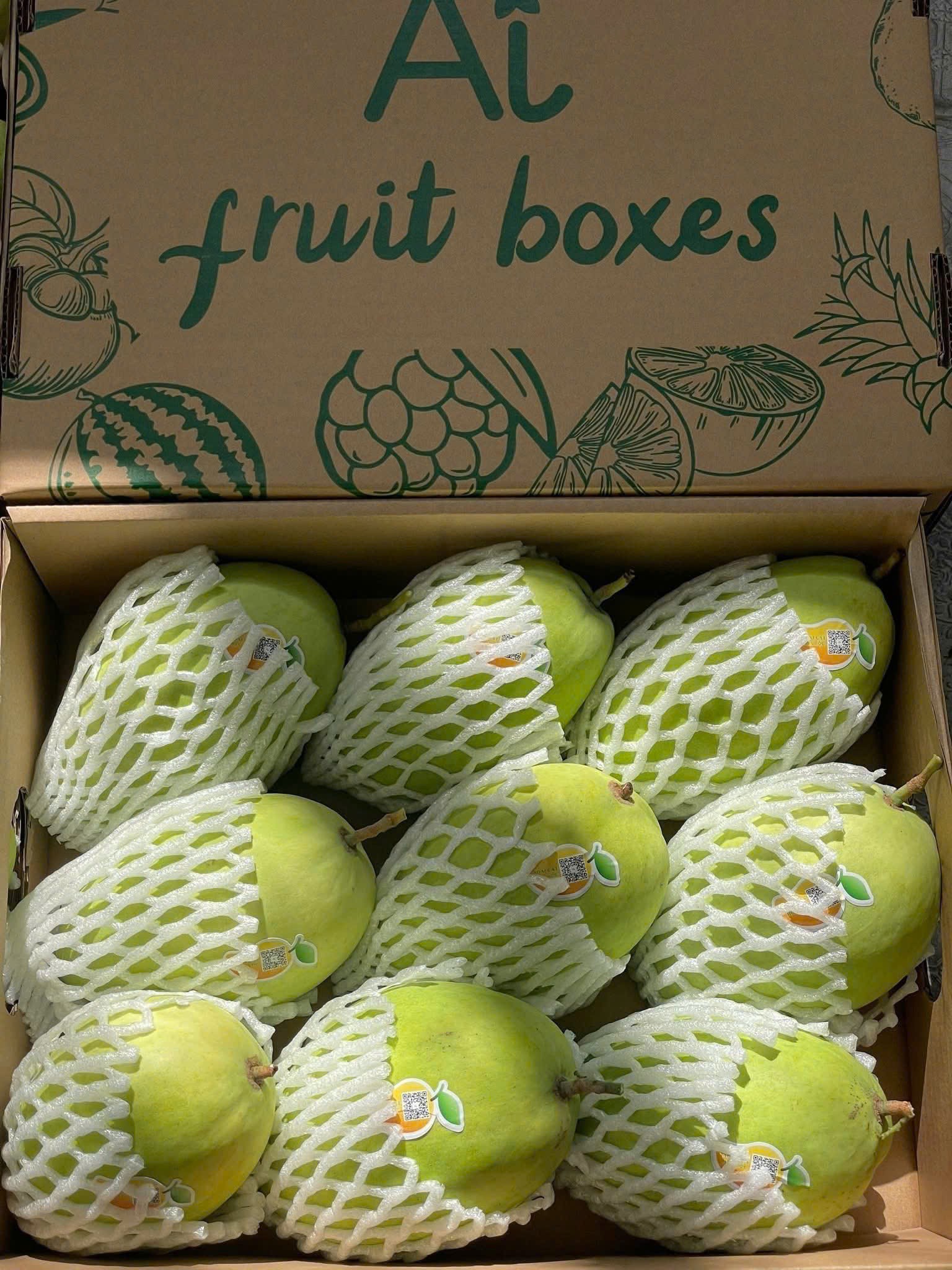 Bán 1 kg lời 70.000 đồng: Bí quyết trúng lớn của nhà vườn trồng xoài cát Hòa Lộc Bán 1 kg lời 70.000 đồng: Bí quyết trúng lớn của nhà vườn trồng xoài cát Hòa Lộc