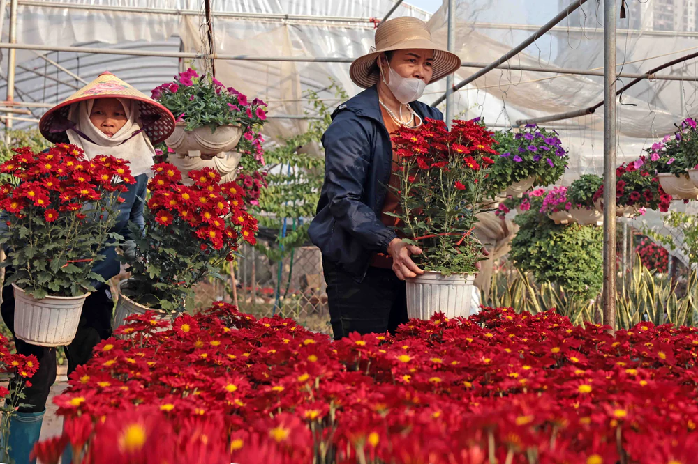 Hưng Yên sắp tổ chức Festival Hoa và cây cảnh lần thứ nhất năm 2026 Hưng Yên sắp tổ chức Festival Hoa và cây cảnh lần thứ nhất năm 2026
