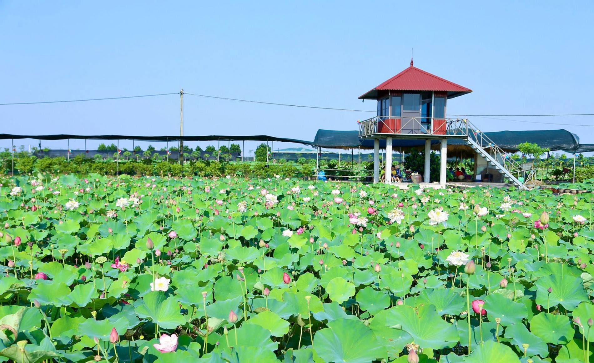 Hồng Minh (Hưng Yên): Mở hướng phát triển đa giá trị từ cây sen