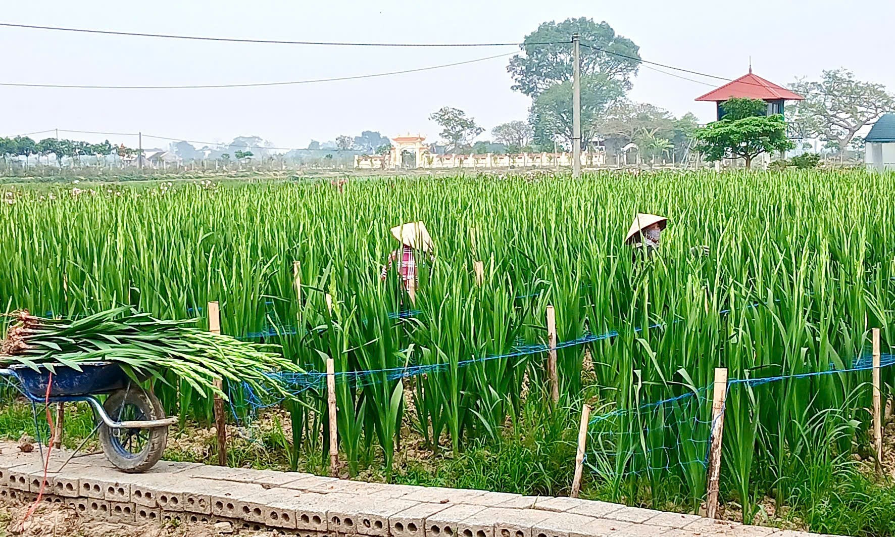 Hồng Minh (Hưng Yên): Mở hướng phát triển đa giá trị từ cây sen