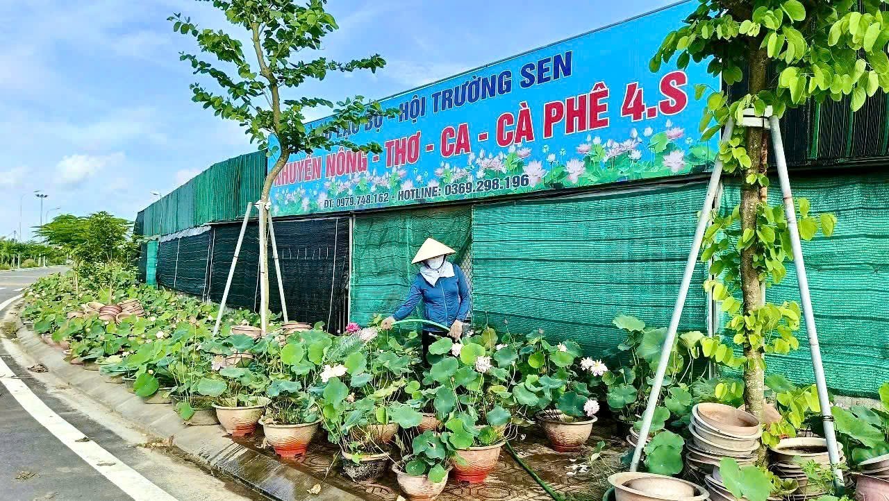 Hồng Minh (Hưng Yên): Mở hướng phát triển đa giá trị từ cây sen
