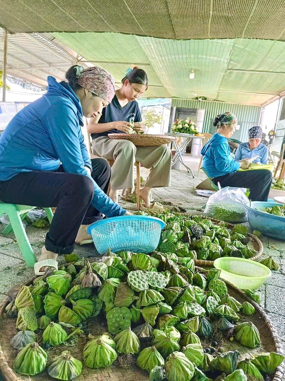 Hồng Minh (Hưng Yên): Mở hướng phát triển đa giá trị từ cây sen