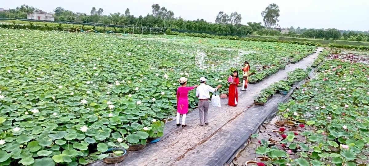 Hồng Minh (Hưng Yên): Mở hướng phát triển đa giá trị từ cây sen