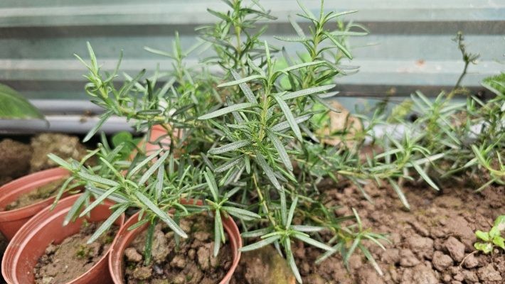 oại cây lá thơm được ví như “kim cương”, trồng tại nhà vừa làm gia vị vừa làm cảnh oại cây lá thơm được ví như “kim cương”, trồng tại nhà vừa làm gia vị vừa làm cảnh
