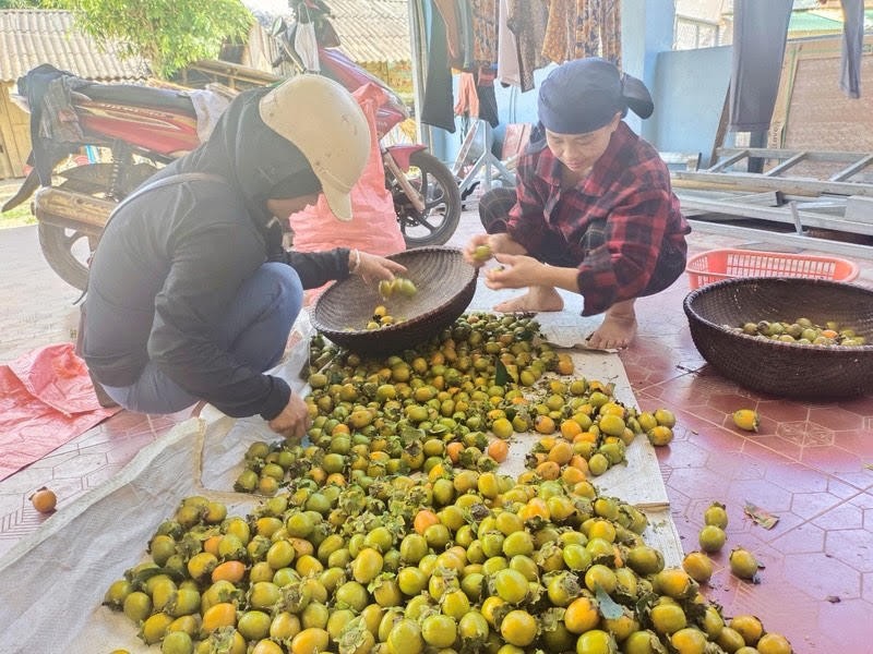 Vườn hồng bản địa rụng quả, người dân tìm giống mới để vực dậy thu nhập Vườn hồng bản địa rụng quả, người dân tìm giống mới để vực dậy thu nhập