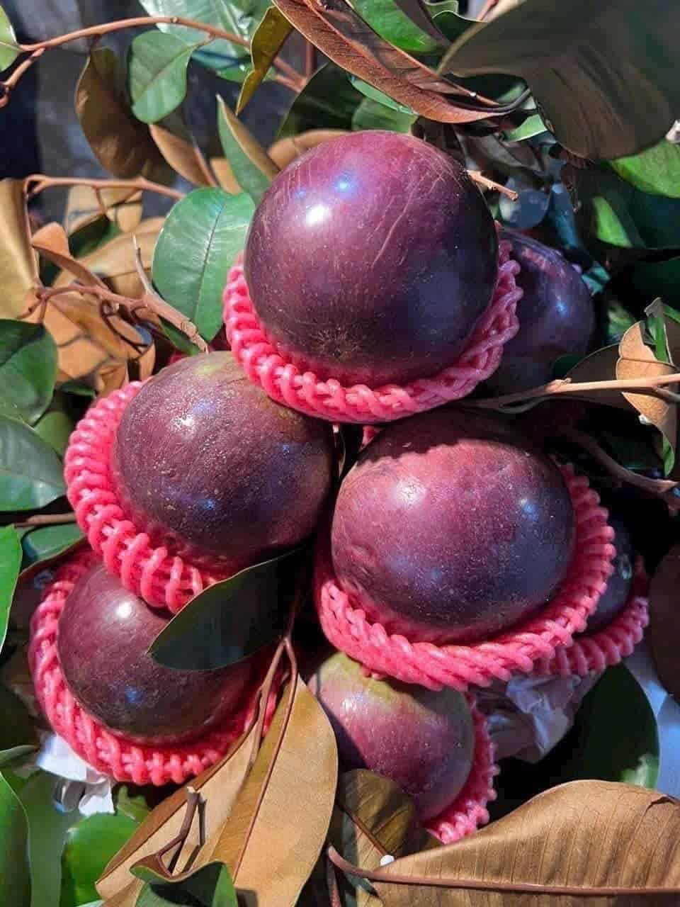 Những công dụng bất ngờ của quả vú sữa có thể bạn chưa biết Những công dụng bất ngờ của quả vú sữa có thể bạn chưa biết