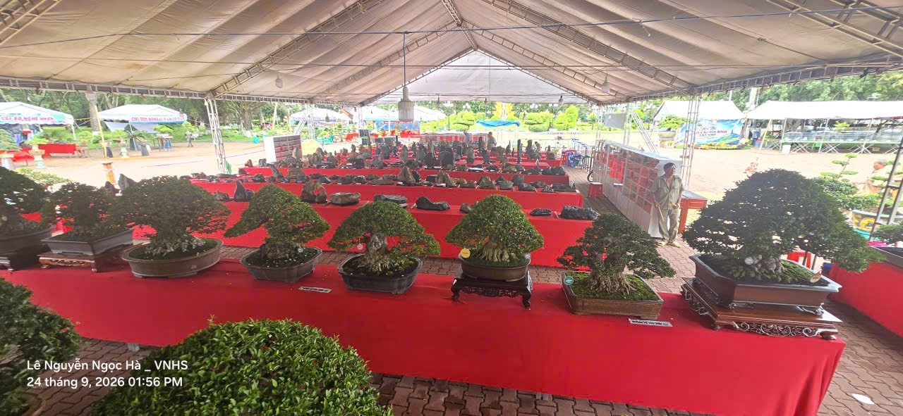 Hội thi Bonsai & Suiseki Tây Ninh mở rộng – hội tụ đam mê, kết nối nghệ nhân và hướng về Sa Đéc Hội thi Bonsai & Suiseki Tây Ninh mở rộng – hội tụ đam mê, kết nối nghệ nhân và hướng về Sa Đéc