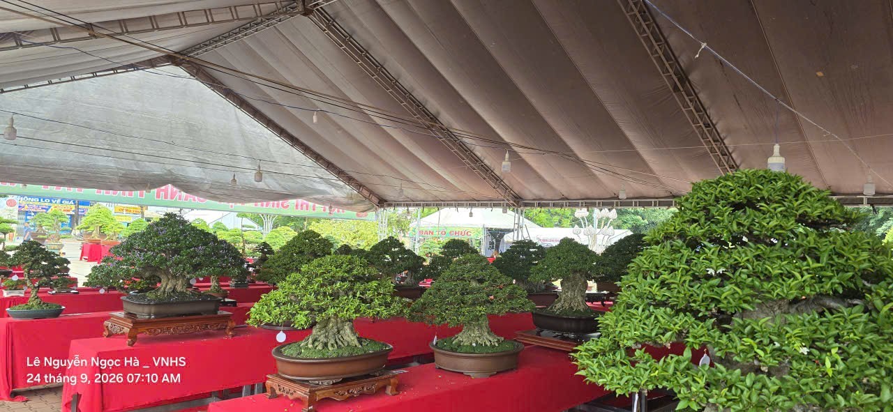 Hội thi Bonsai & Suiseki Tây Ninh mở rộng – hội tụ đam mê, kết nối nghệ nhân và hướng về Sa Đéc Hội thi Bonsai & Suiseki Tây Ninh mở rộng – hội tụ đam mê, kết nối nghệ nhân và hướng về Sa Đéc
