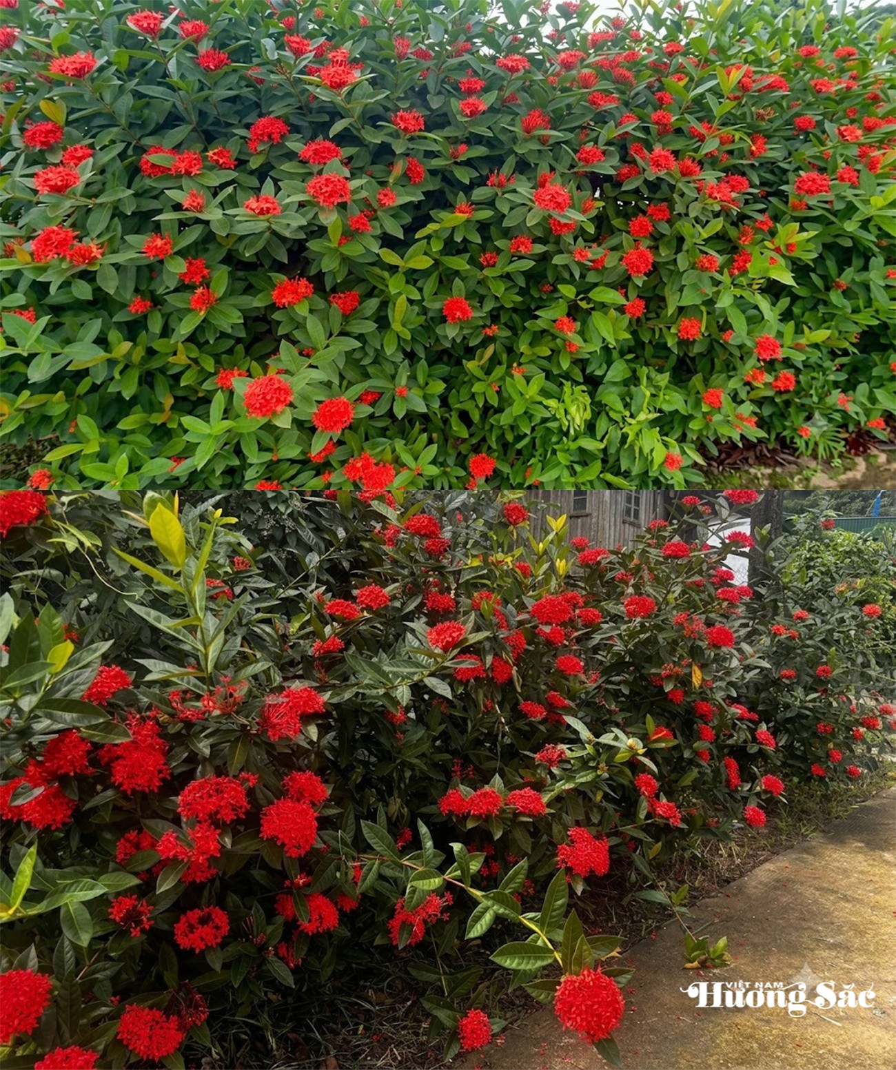 Mãn nhãn hàng rào bông trang rực sắc giữa làng quê Hà Tĩnh Mãn nhãn hàng rào bông trang rực sắc giữa làng quê Hà Tĩnh