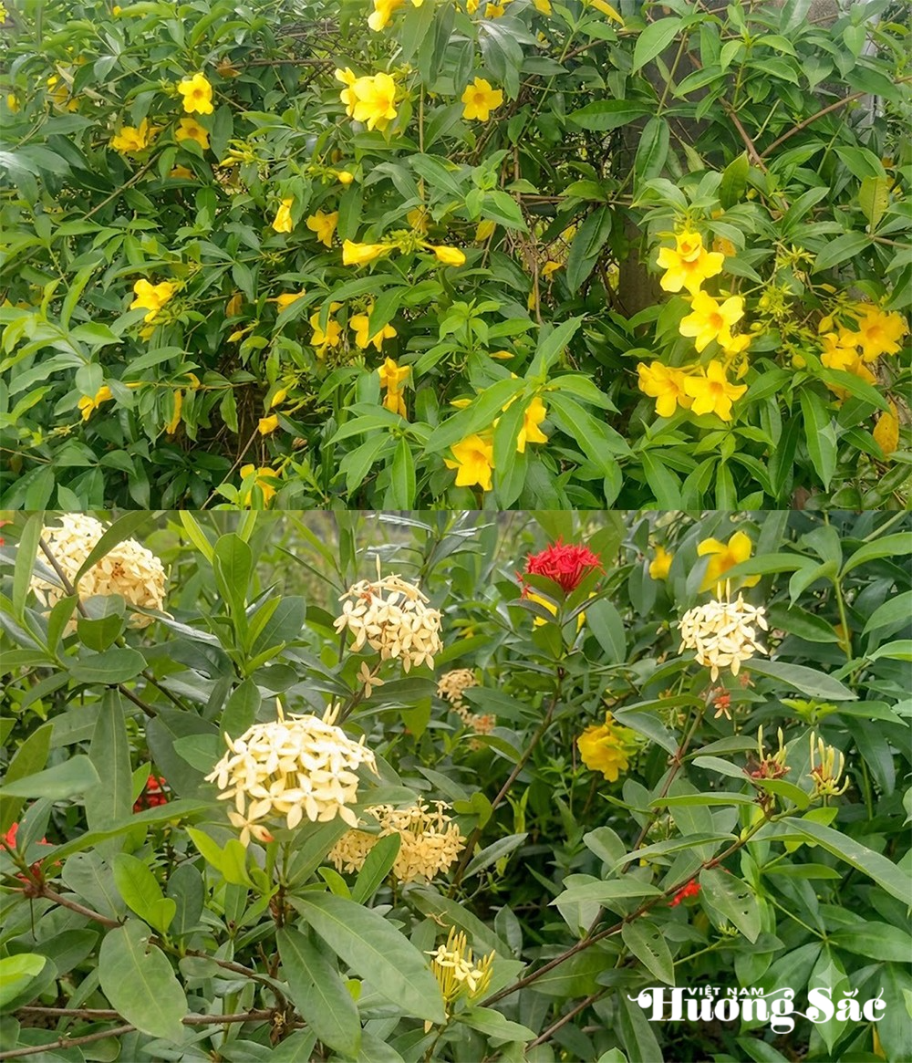 Mãn nhãn hàng rào bông trang rực sắc giữa làng quê Hà Tĩnh Mãn nhãn hàng rào bông trang rực sắc giữa làng quê Hà Tĩnh