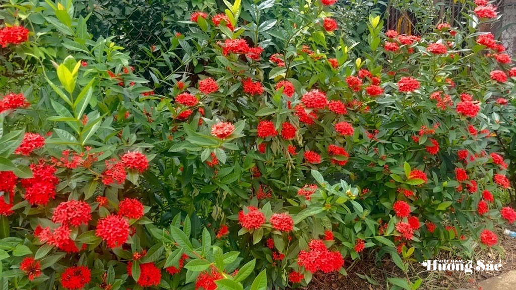 Mãn nhãn hàng rào bông trang rực sắc giữa làng quê Hà Tĩnh Mãn nhãn hàng rào bông trang rực sắc giữa làng quê Hà Tĩnh
