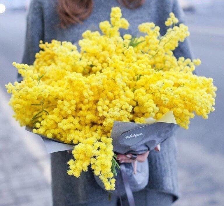 Cây cảnh lá bạc hoa vàng, vừa lạ mắt vừa được yêu thích bởi ý nghĩa tài lộc Cây cảnh lá bạc hoa vàng, vừa lạ mắt vừa được yêu thích bởi ý nghĩa tài lộc