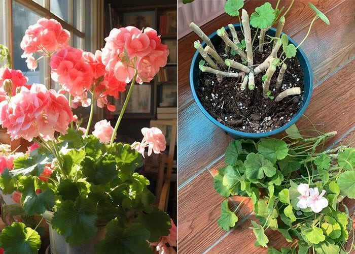 Cắt tỉa đầu mùa thu: Chìa khóa vàng để 8 loại hoa trong vườn hồi sinh, nở rộ rực rỡ Cắt tỉa đầu mùa thu: Chìa khóa vàng để 8 loại hoa trong vườn hồi sinh, nở rộ rực rỡ