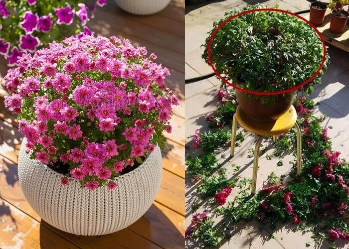 Cắt tỉa đầu mùa thu: Chìa khóa vàng để 8 loại hoa trong vườn hồi sinh, nở rộ rực rỡ Cắt tỉa đầu mùa thu: Chìa khóa vàng để 8 loại hoa trong vườn hồi sinh, nở rộ rực rỡ
