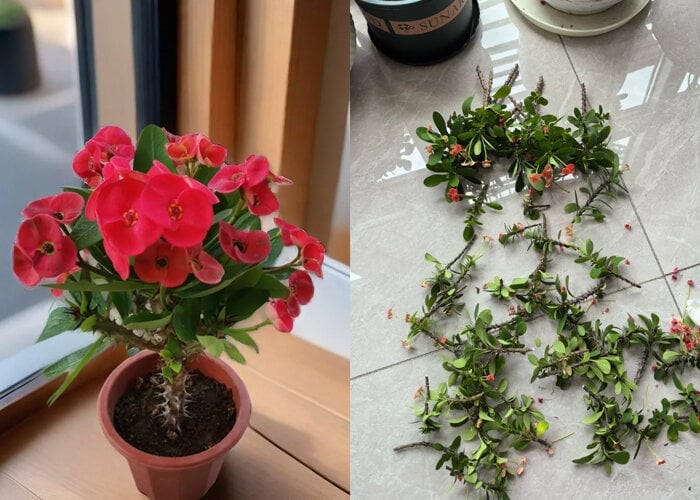 Cắt tỉa đầu mùa thu: Chìa khóa vàng để 8 loại hoa trong vườn hồi sinh, nở rộ rực rỡ Cắt tỉa đầu mùa thu: Chìa khóa vàng để 8 loại hoa trong vườn hồi sinh, nở rộ rực rỡ