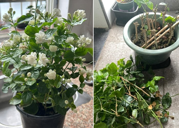 Cắt tỉa đầu mùa thu: Chìa khóa vàng để 8 loại hoa trong vườn hồi sinh, nở rộ rực rỡ Cắt tỉa đầu mùa thu: Chìa khóa vàng để 8 loại hoa trong vườn hồi sinh, nở rộ rực rỡ