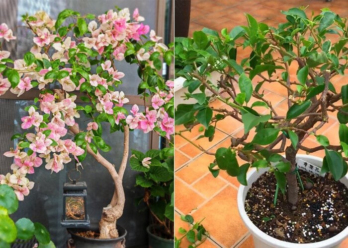 Cắt tỉa đầu mùa thu: Chìa khóa vàng để 8 loại hoa trong vườn hồi sinh, nở rộ rực rỡ Cắt tỉa đầu mùa thu: Chìa khóa vàng để 8 loại hoa trong vườn hồi sinh, nở rộ rực rỡ