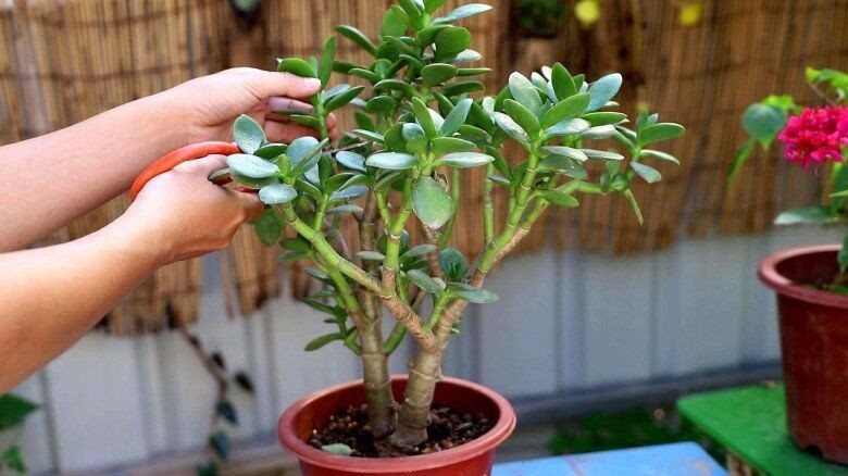 Vì sao cây lá ngọc cành vàng được giới chơi cây săn đón? 5 lưu ý giúp cây luôn xanh tốt Vì sao cây lá ngọc cành vàng được giới chơi cây săn đón? 5 lưu ý giúp cây luôn xanh tốt