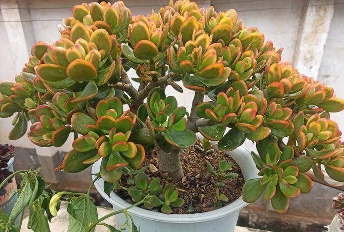 Vì sao cây lá ngọc cành vàng được giới chơi cây săn đón? 5 lưu ý giúp cây luôn xanh tốt Vì sao cây lá ngọc cành vàng được giới chơi cây săn đón? 5 lưu ý giúp cây luôn xanh tốt