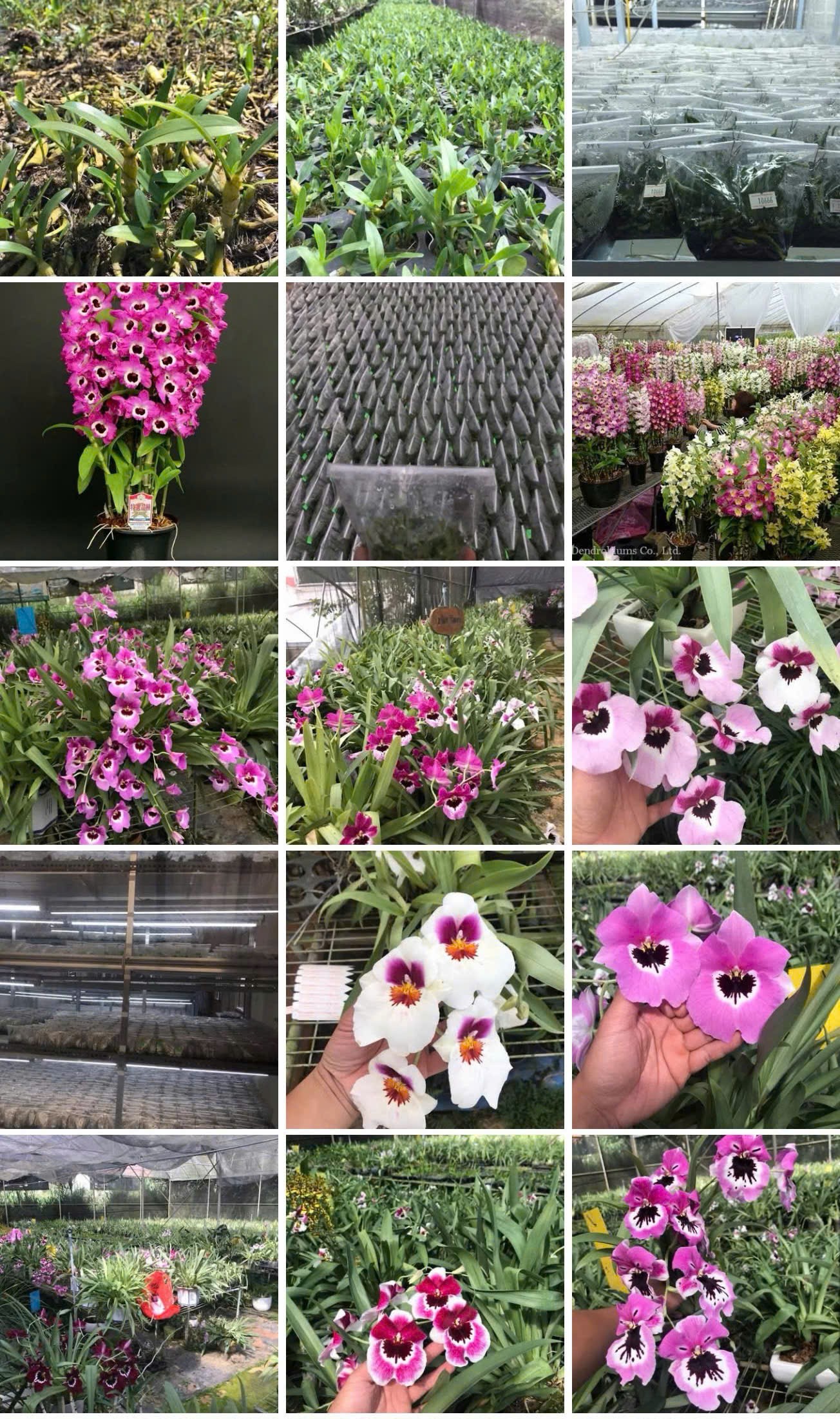 Đừng để chính sách quản lý chạy sau tốc độ tạo giống hoa mới Đừng để chính sách quản lý chạy sau tốc độ tạo giống hoa mới